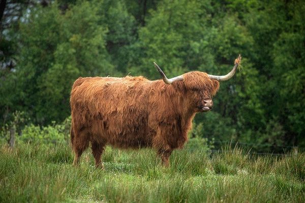 Scotland-The Isle of Skye Close-up of highland cow